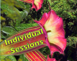 individual sessions